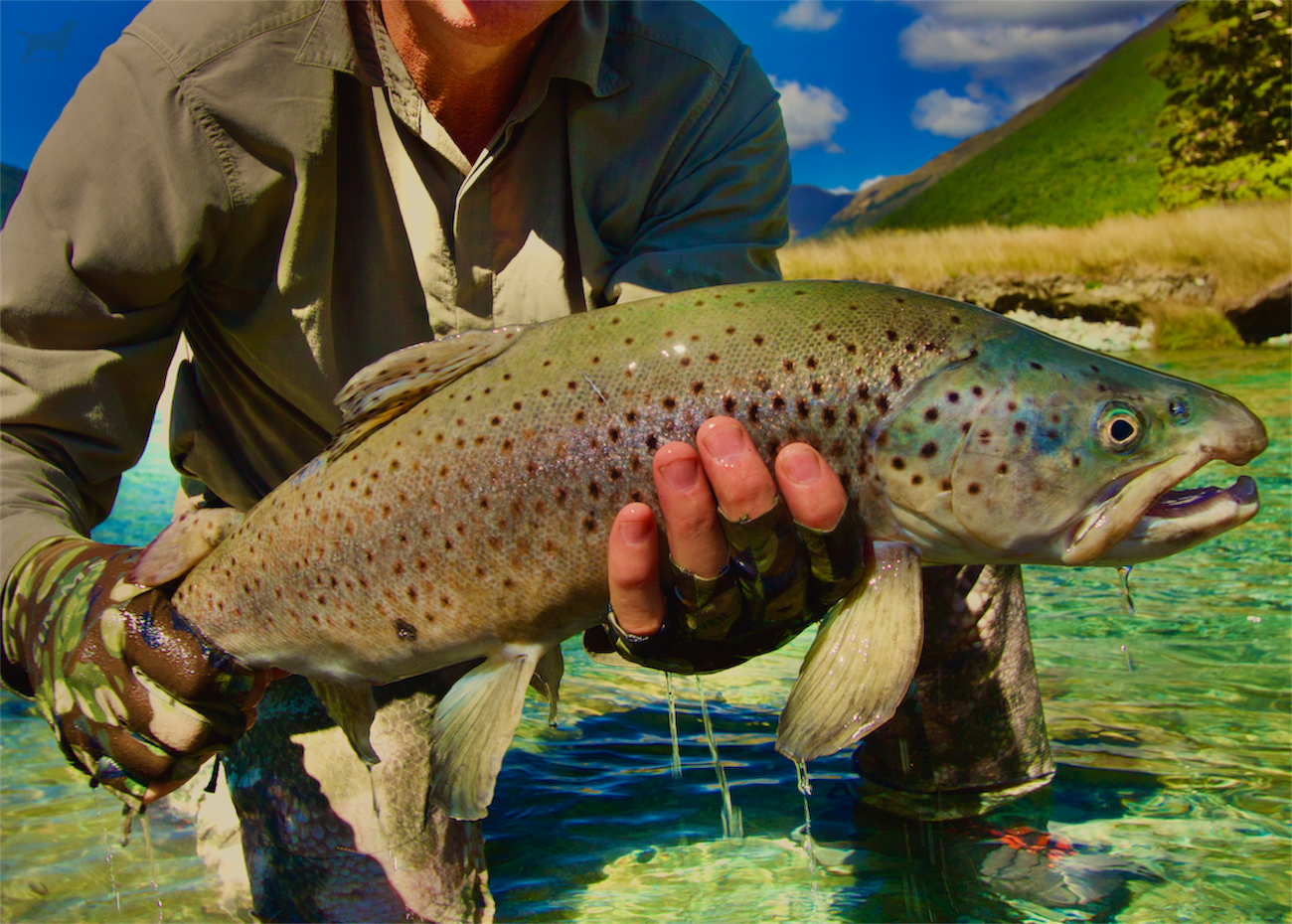 New Zealand Highcountry Wild Brown Trout