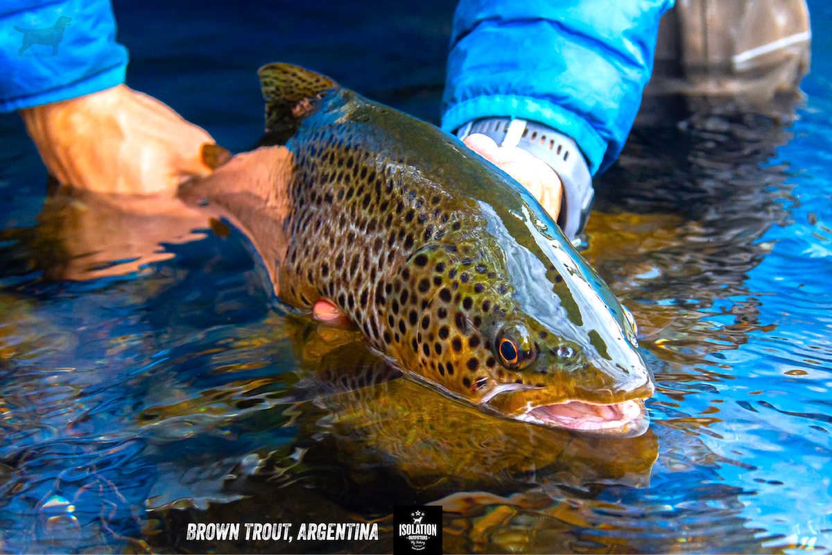BrownTrout_FB_1200x800px