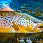 Brown Trout Argentina Isolation Outfitters New Zealand