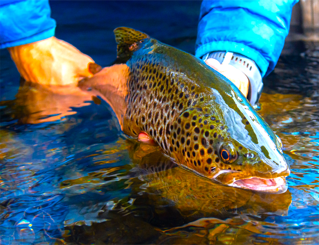 Brown Trout Expeditions Isolation Outfitters New Zealand